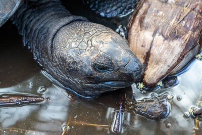 Close-up of turtle in water