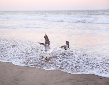 Seagulls on beach