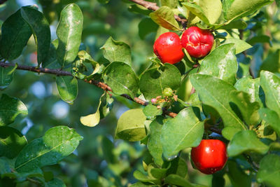 Close-up of red berries growing on tree