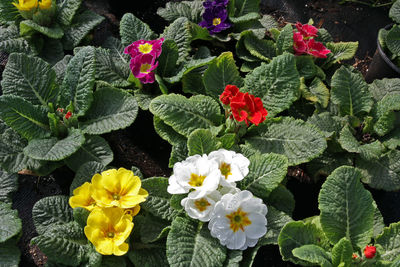 Close-up of red flowers blooming outdoors