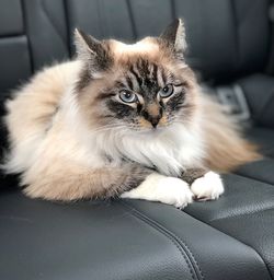 Portrait of cat relaxing on sofa