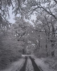 Road passing through trees