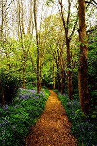 Footpath amidst plants and trees in forest