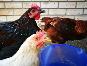 Close-up of rooster