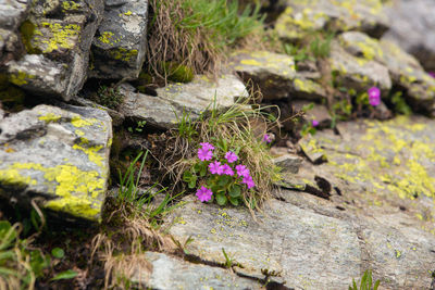 High angle view of flowers on rock