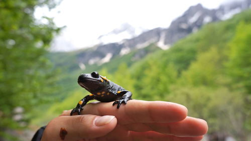 Close-up of hand holding leaf against blurred background