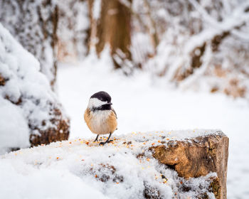 Bird perching on snow covered landscape