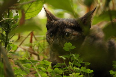Close-up portrait of cat amidst plants