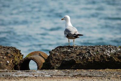 Seagull perching on rock by sea