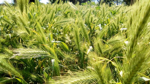 Close-up of fresh green plants in field