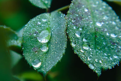 Close-up of wet plant leaves during rainy season