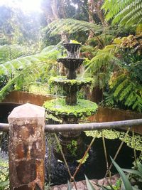 Close-up of plants against trees