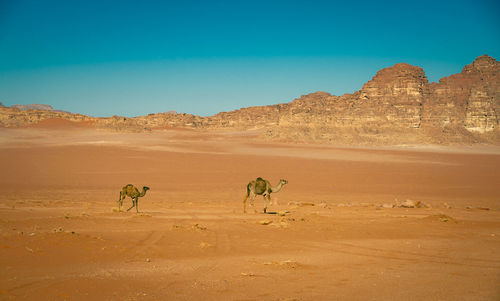 Camels in jordan wadi rum desert on red sand with baby and high mountains in the background