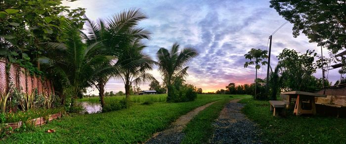 Panoramic view of palm trees against sky