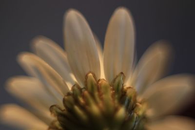 Close-up of flower against black background