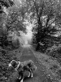 View of dog walking on road