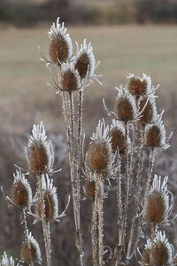 Close-up of dried thistle on field