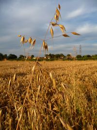 Crops growing on field against sky