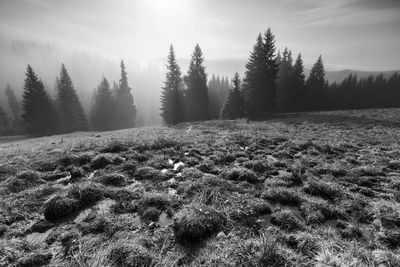 Scenic view of trees on land against sky