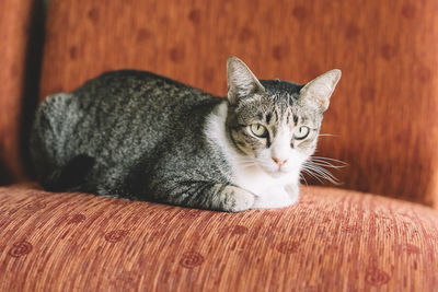 Close-up portrait of cat
