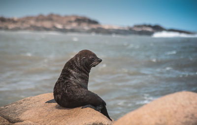 Close-up of sea lion on rock at beach against sky