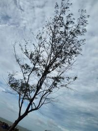 Close-up of bare tree against sky