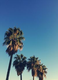 Low angle view of coconut palm tree against clear blue sky