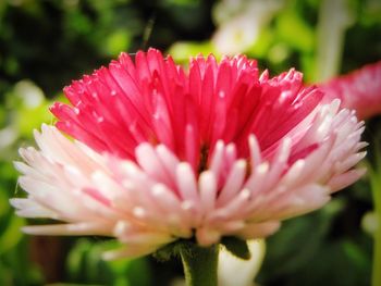 Close-up of pink flower