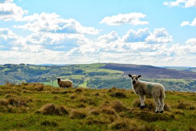 Sheep in a field