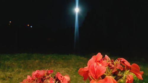 Close-up of red roses on field at night