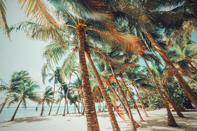 Palm trees on beach against sky