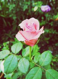 Close-up of pink rose