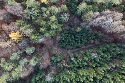 High angle view of pine trees in forest