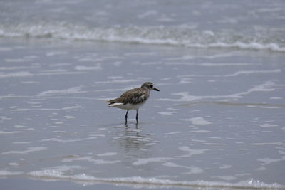 Bird in lake