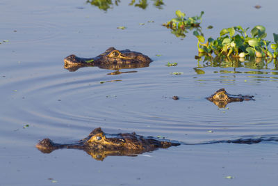 High angle view of crocodile swimming in lake