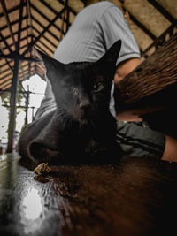 Portrait of cat relaxing on floor