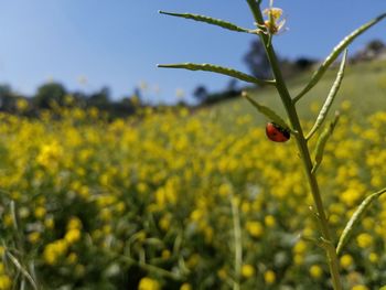 Close-up of insect on yellow flower