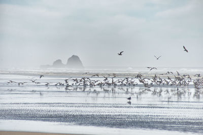 Birds flying over frozen sea against sky