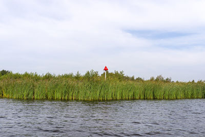 Green reeds growing along the channel that lead to a lake, photo taken in the netherlands.