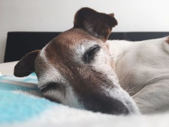 Close-up of dog sleeping on bed at home