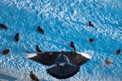 Birds flying over sea