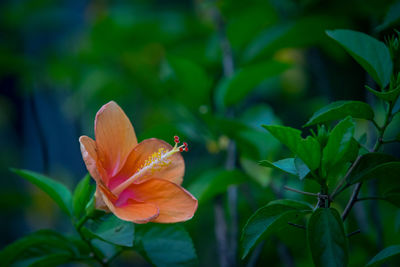 Close-up of red rose flower