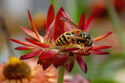 Close-up of insect on red flower