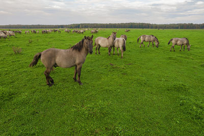 White mustangs grazing grass on the farmland. group of animals on pasture. endangered wild horse