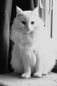 Portrait of white cat