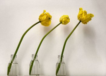 Close-up of yellow flowers over white background