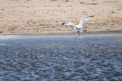 Close-up of seagulls on wall