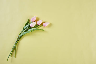 Close-up of pink flower over white background