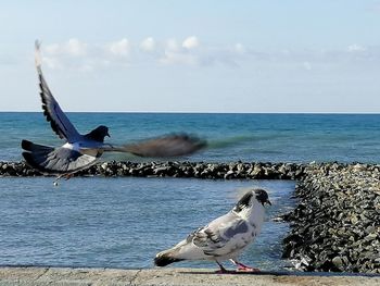 Seagull on a beach