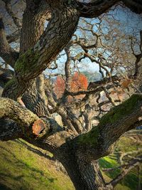 Low angle view of trees in forest